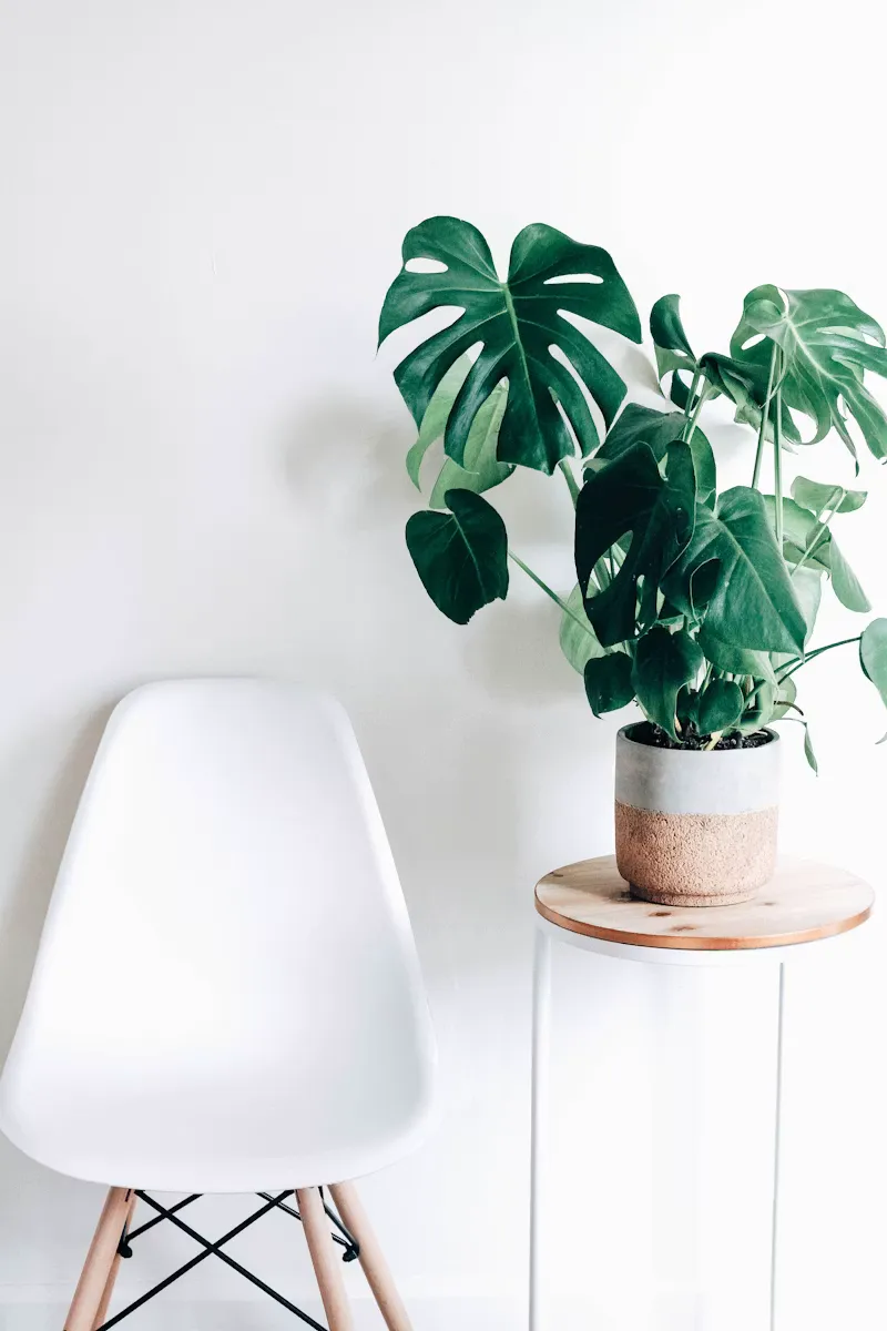 Premium Interior Plants